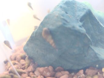 Predám slimáky - 3