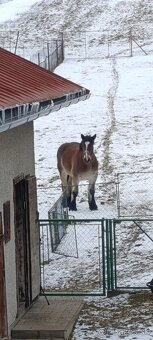 Ťažná kobyla - 3