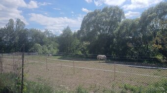 Ustajnenie koní - 3