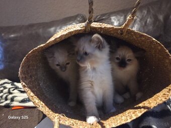 Ragdoll - 3