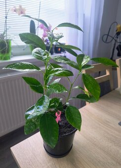 Predám citrusový stromček-záhradu - 3