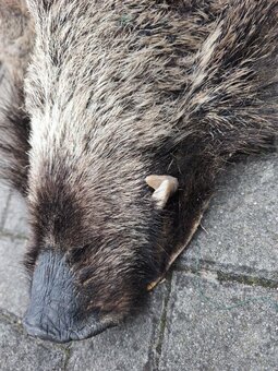 Koža z diviaka - trofej - 3