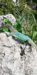 korytnačka leguán chameleón skorpión - 3