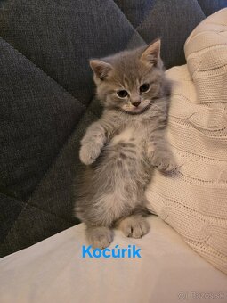 Škótske mačiatka - 3