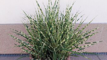 Ozdobnica čínska (Miscanthus) - GOLD BAR odroda, 65 cm. - 3