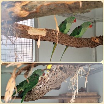 ALEXANDER VEĽKÝ - 3