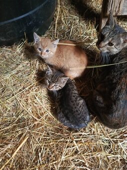 Darujem mačiatka - 3