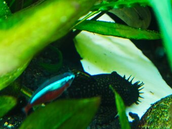 prisavnik obycajny - 3