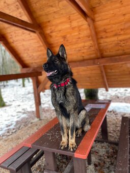 Nemecký ovčiak s PP - 3