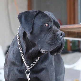 Fenka Cane Corso s PP - 3
