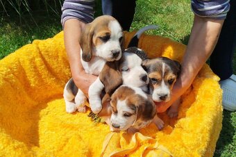 Krásne šteniatka Beagle (Bígl) - 3