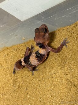 Nephrurus cinctus wheeleri - 3