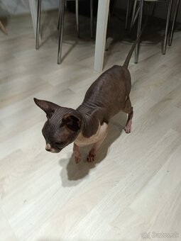 Don sphynx - 3