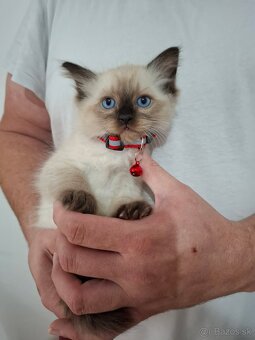 Ragdoll mačiatka - 3