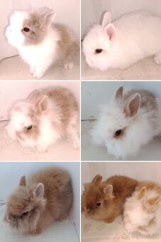 Zdrobnelý zakrslý králik - 3