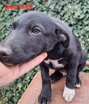 Darujem 10 mesačné šteniatka - 3