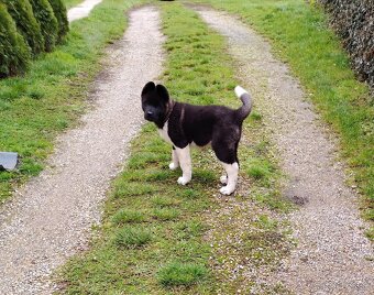 Americká akita - 3