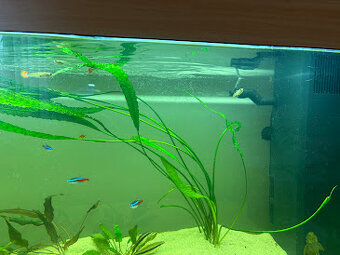 Akvárium - 3