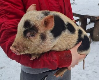 Gottingenské miniprasiatka - 3