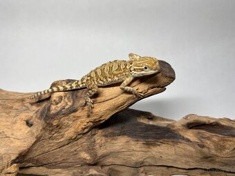 Predám agamy trpasličie ( Pogona Henrylawsoni ) - 3