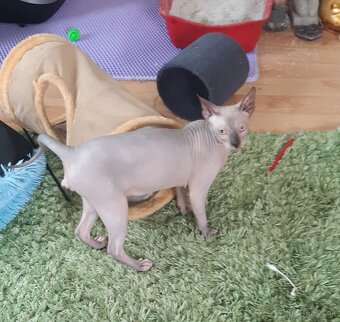 Don Sphynx Kocúrik - 3