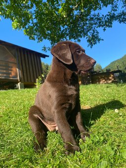 Hnedá fenka labradora - 3