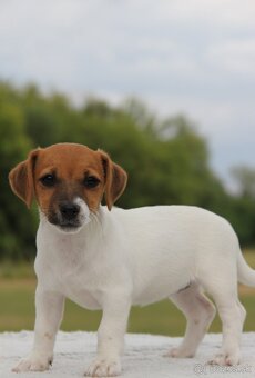 Jack Russel Terier - 3
