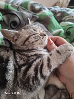 Britske mačiatko - 3