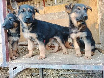 Nemecký ovciak stenata - 3