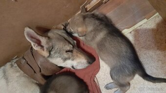 Československý Vlciak - 3