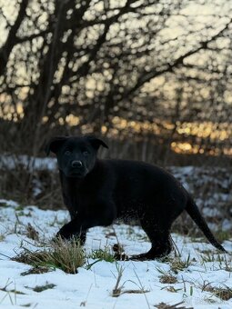 Nemecký ovčiak - 3