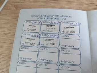 Jack Russell šteniatka - 3