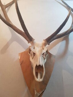 Predám jelenie parohy - 3