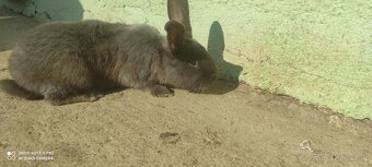 Predám zajaca-modreho - 3