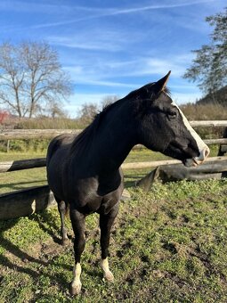 Kobyla QH/Appa - 3