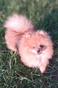 Pomeranian - 3