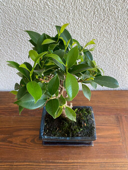 Fikus Ficus Retusa bonsaj3 - 3