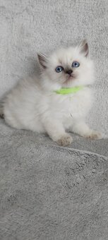 Predám Ragdoll - 3