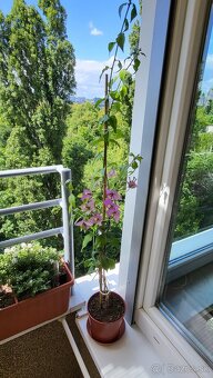 Bugenvilea (Bougainvillea) - 3