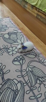 Mini lop - 3