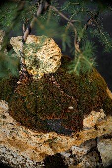 Bonsai Krajinka v miske 78x38cm, prírodný kameň - 3