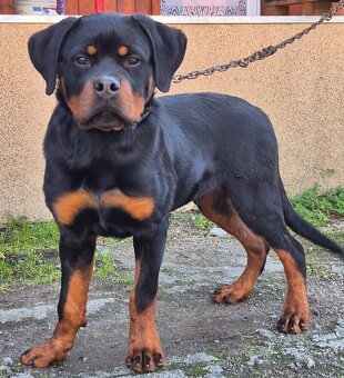 Rotvajler, Rottweiler s PP - 3