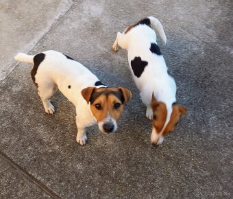 Jack Russell terier - 3