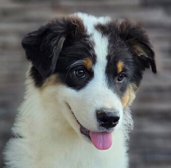 Austrálsky ovčiak šteniatka s PP - 3