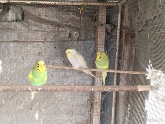 Predám vtáctvo - 3