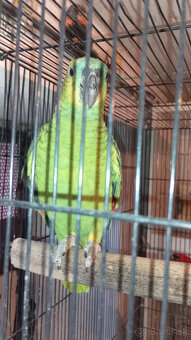 Amazoňan modročelý bolívijský - 3