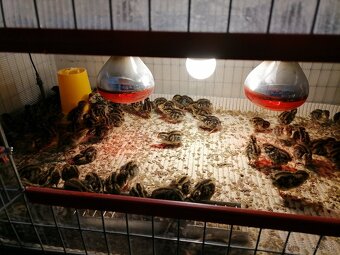 Prepelice, prepelicie vajicka - 3