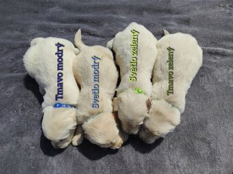 Zlatý Retriever - 3