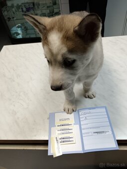 Sibírsky husky - 3