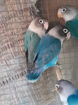 Agapornis - krotky ručne dokrmený - 3